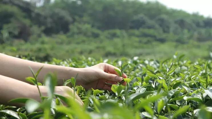 恩施富硒茶存放