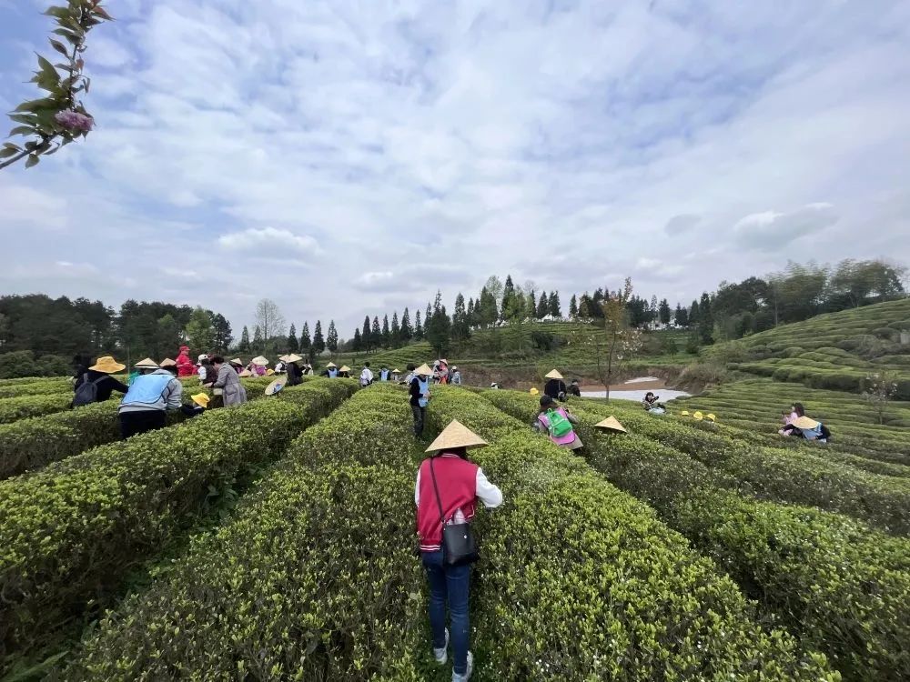 开阳富硒茶特点