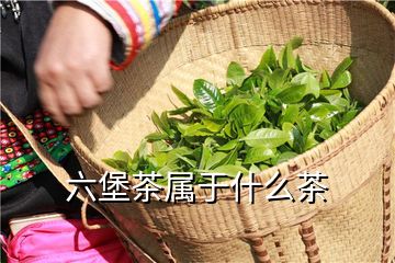 六堡茶属于什么茶