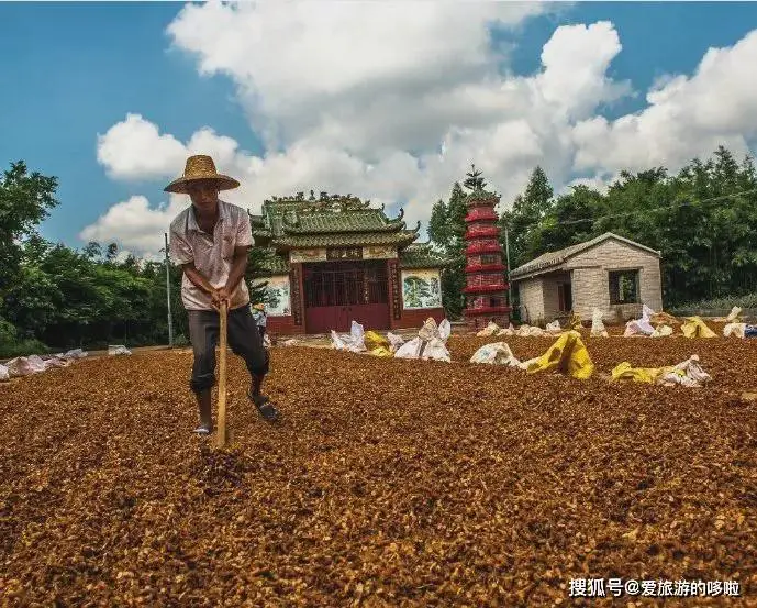 香港富硒茶价格