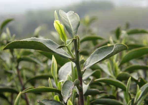 毕节特产富硒茶