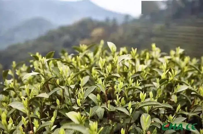 毕节特产富硒茶