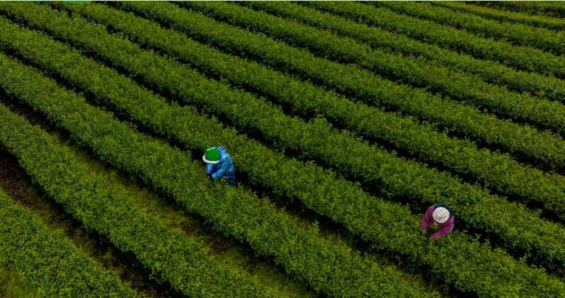 石台富硒茶位于