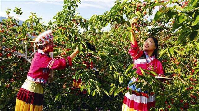 毕节特产富硒茶