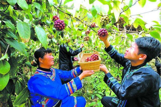 毕节特产富硒茶