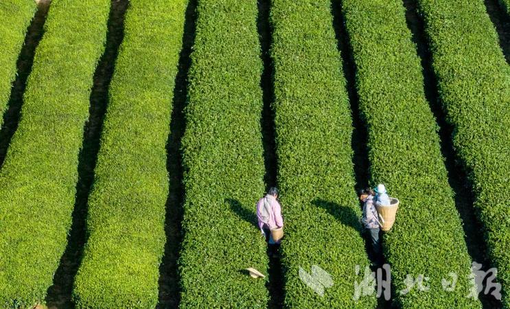 香港富硒茶价格