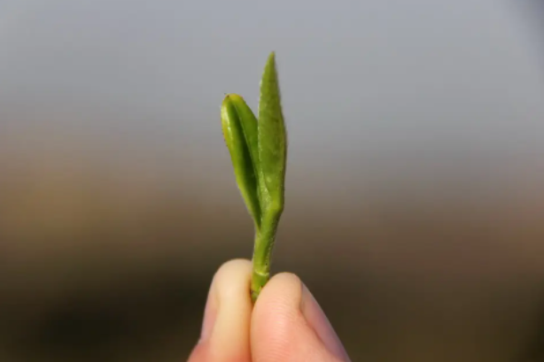 恩施富硒毛峰茶