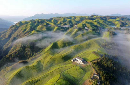 富硒茶恩施玉露