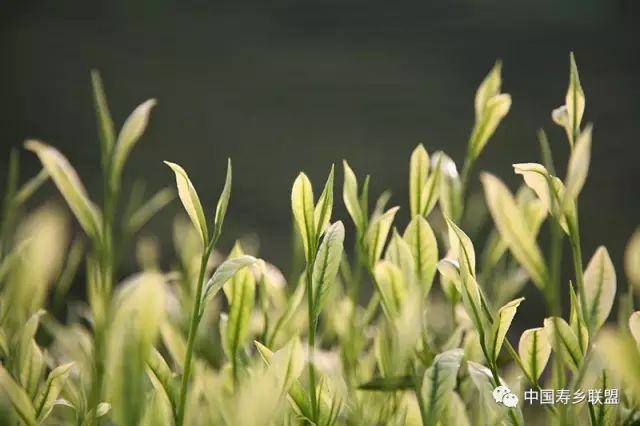 富硒茶特供基地