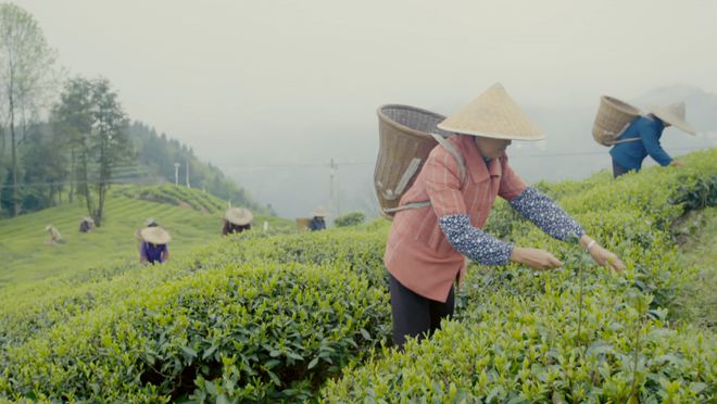 富硒茶恩施玉露