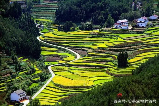 泾阳富硒茶功效