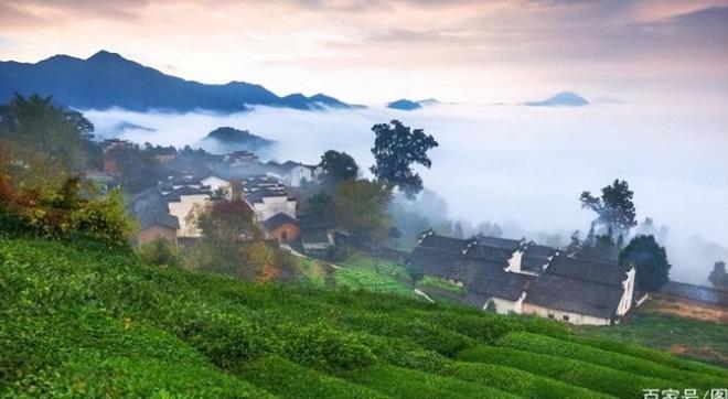 黄山富硒有机茶