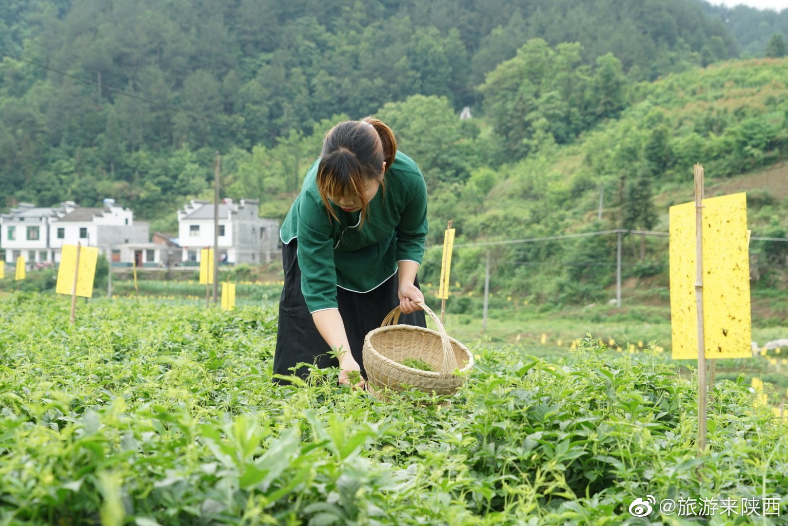 安康富硒茶价值