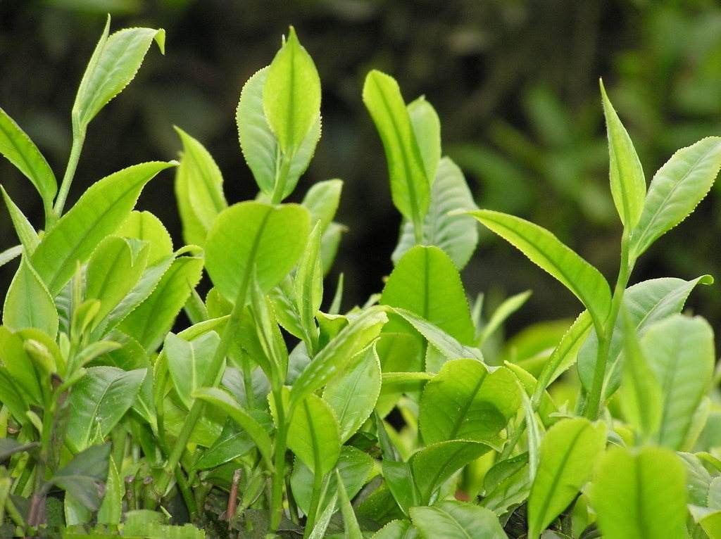 富硒茶有什么好处？富硒茶是不是绿茶？富硒茶有什么优点