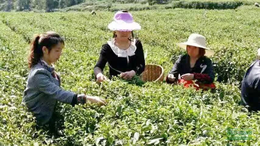 江苏富硒茶企业