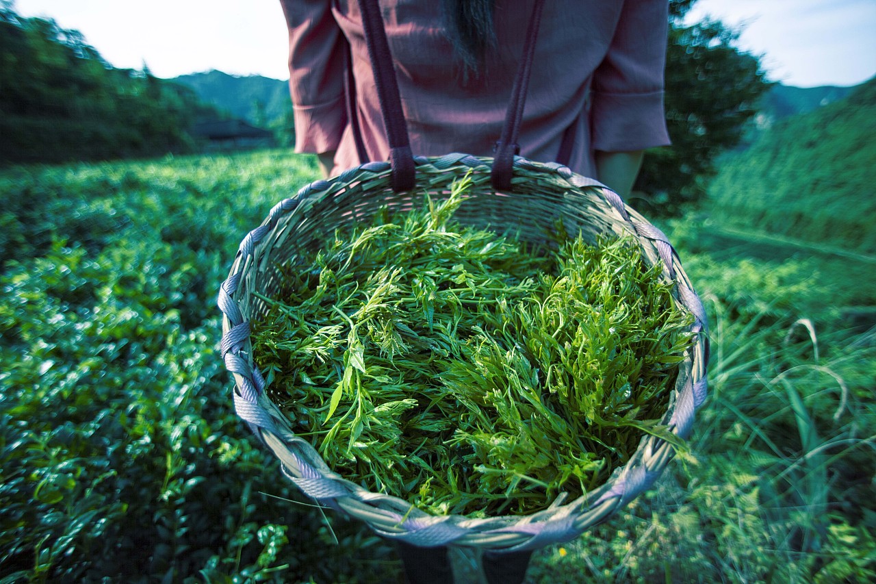 富硒女娲茶价位