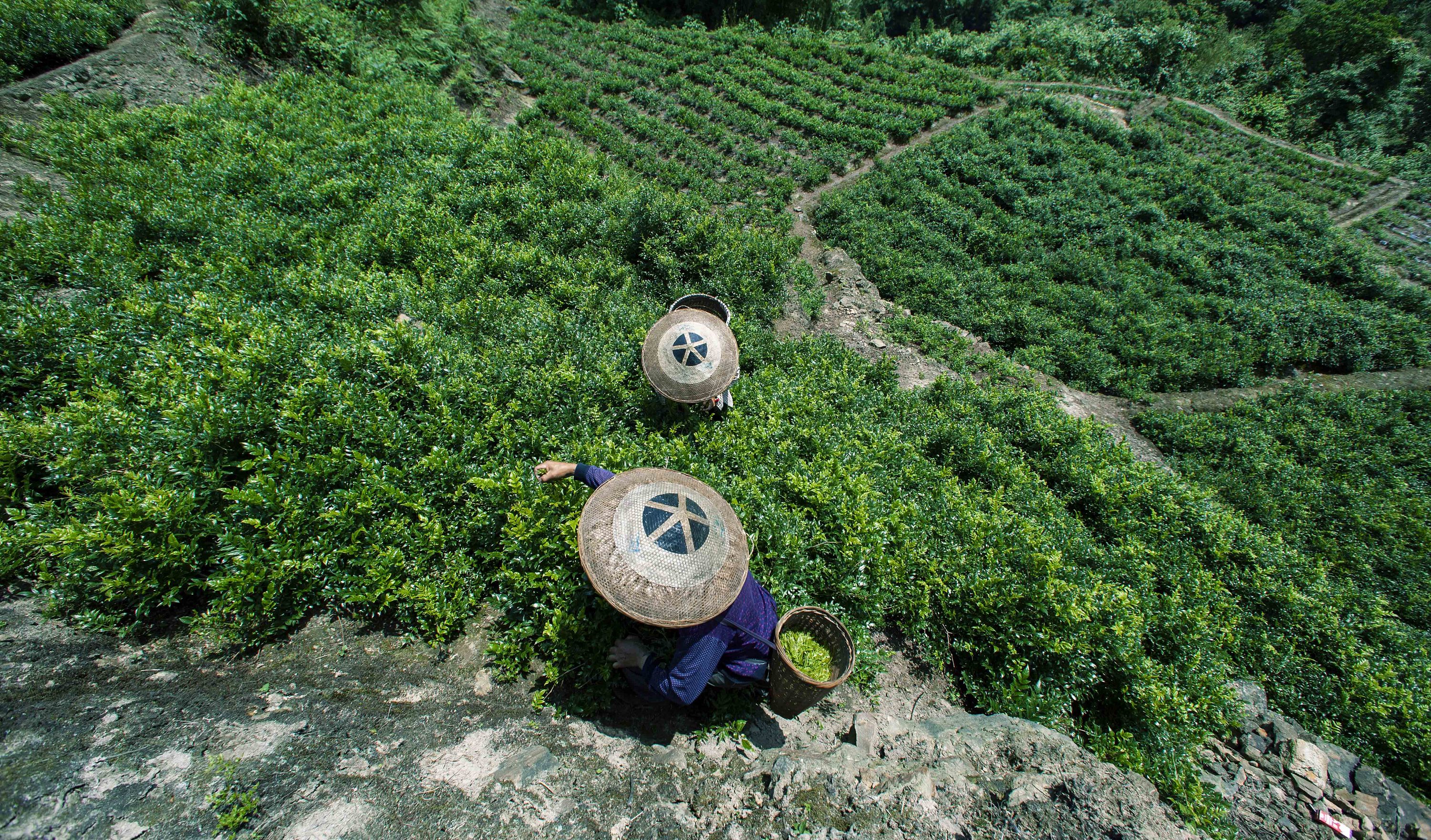 富硒女娲茶价位