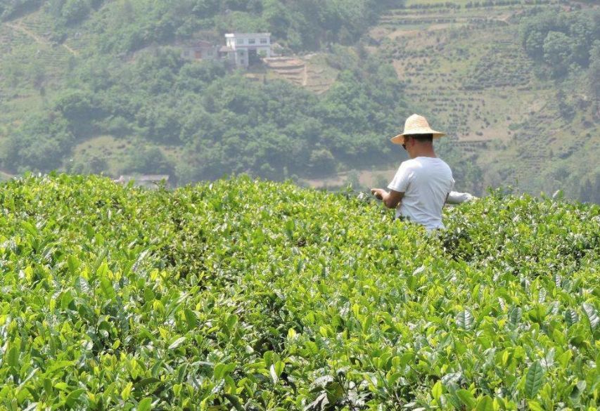 紫阳富硒茶珍藏