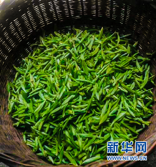 紫阳和平富硒茶