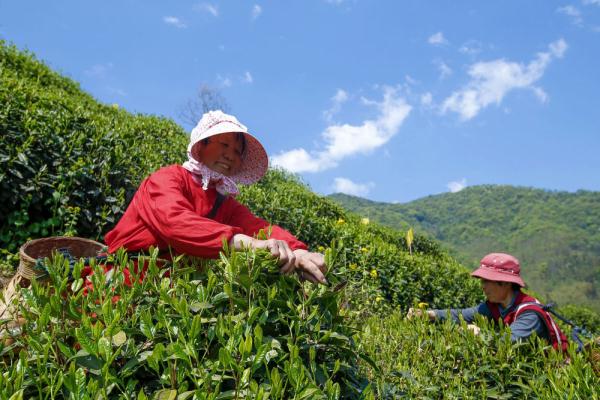 石台天方富硒茶