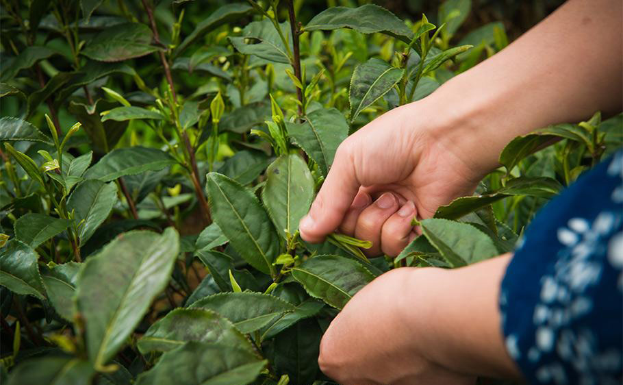 石台天方富硒茶