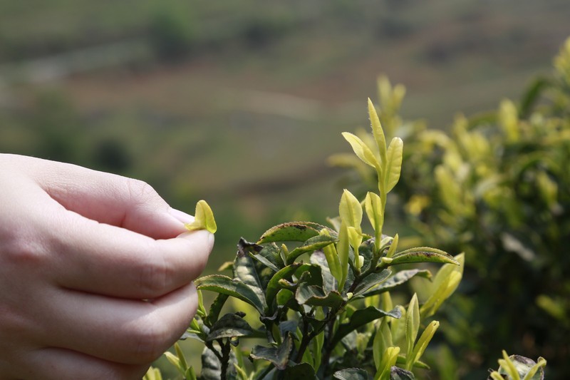 石台天方富硒茶