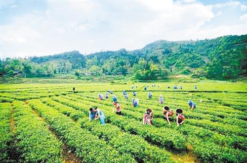 春晓恩施富硒茶