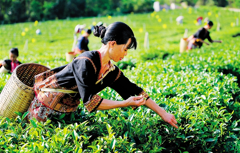 宣传紫阳富硒茶