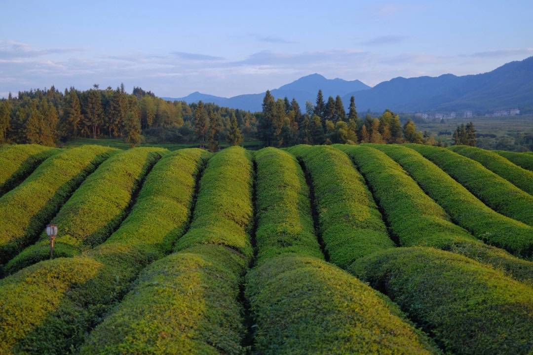 宣传紫阳富硒茶