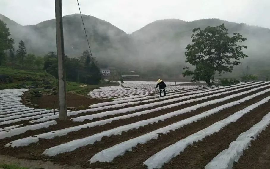 富硒茶乡村振兴