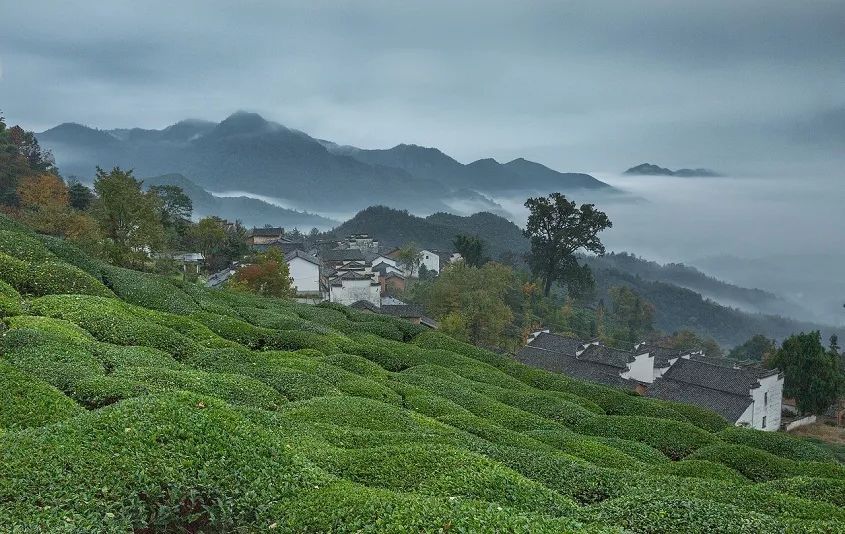 富硒茶乡村振兴