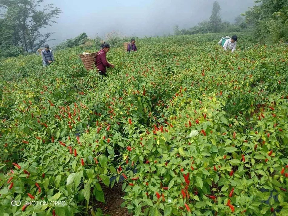 富硒茶乡村振兴