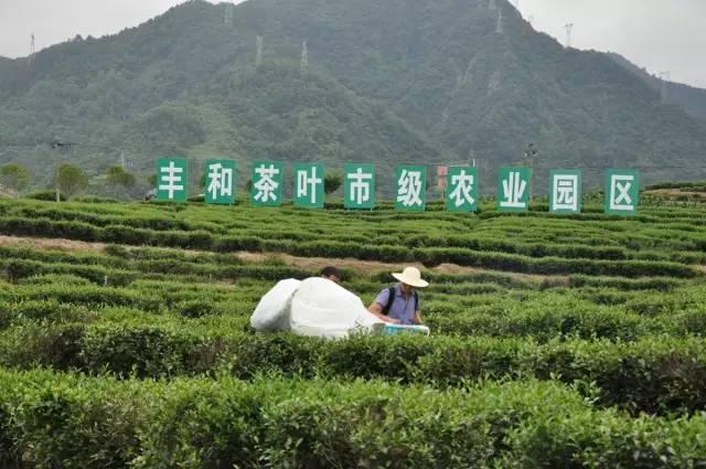 紫阳富硒茶文集