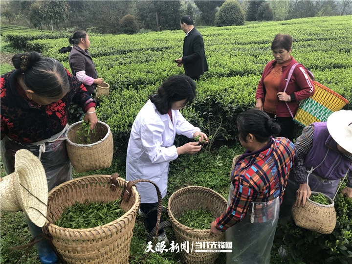 开阳富硒茶地点