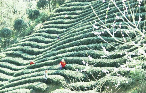 富硒茶普通包装