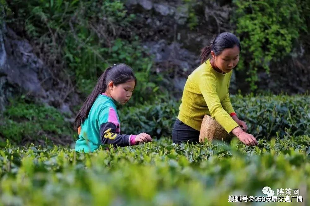 陕西茶叶富硒茶