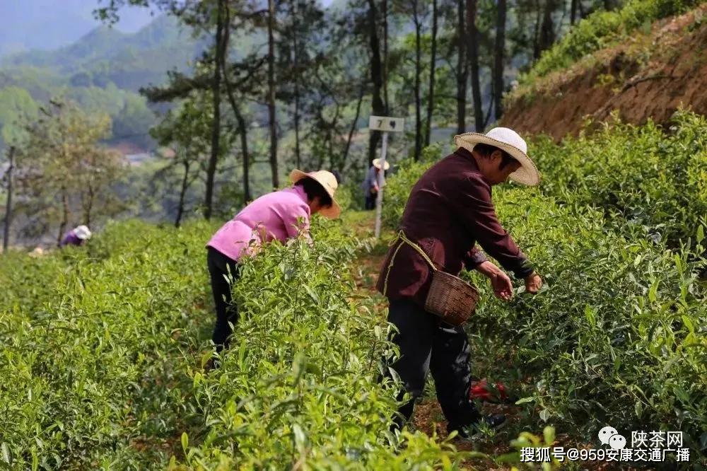 陕西茶叶富硒茶