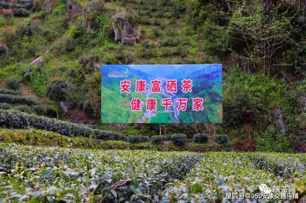 陕西茶叶富硒茶