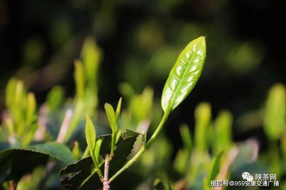 陕西茶叶富硒茶