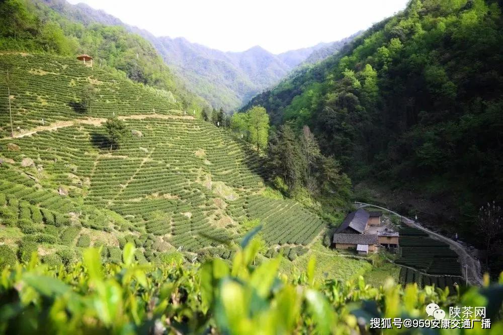 陕西茶叶富硒茶