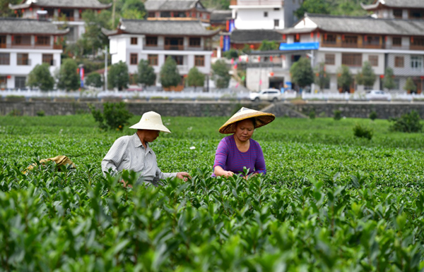 恩施富硒茶宣传