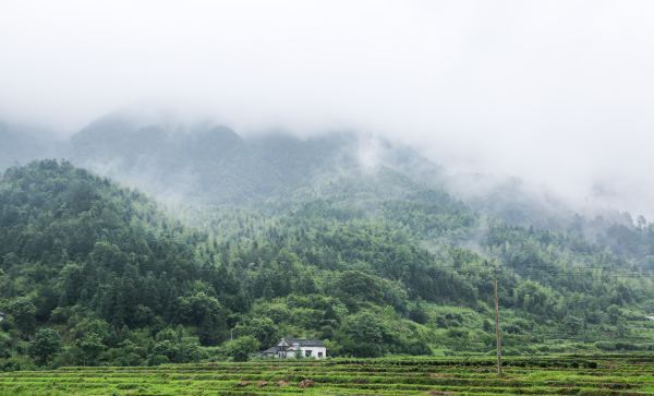 紫阳富硒茶蓝色