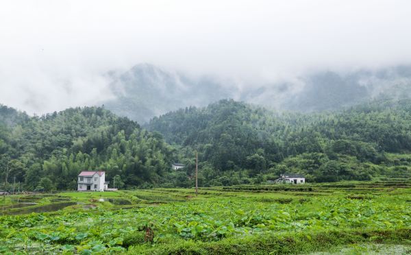 紫阳富硒茶蓝色