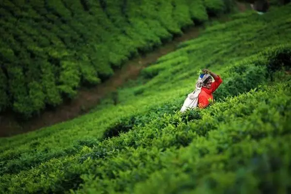 紫阳富硒茶世界