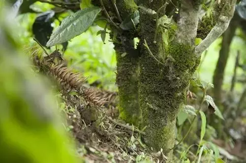 紫阳富硒茶世界