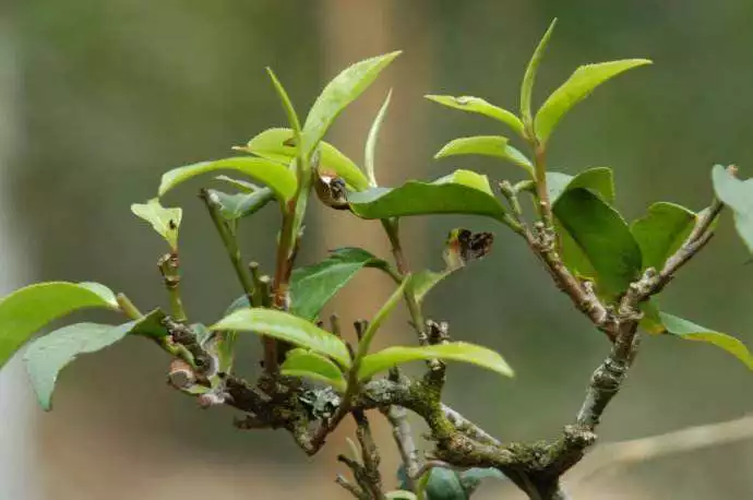 紫阳富硒茶世界