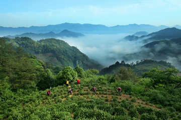 天方富硒有机茶