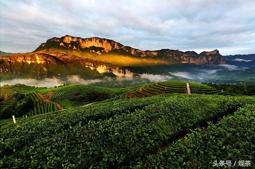 富硒茶是否抗癌