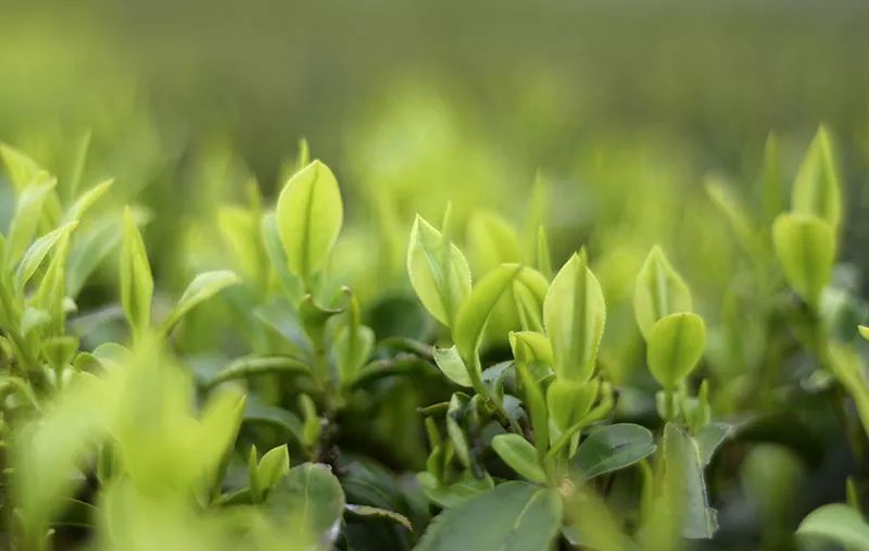 女娲茶富硒绿茶