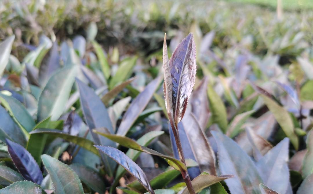 富硒紫阳茶文案